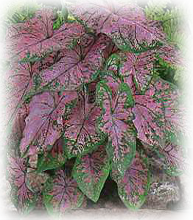 Florida Elise Caldium Bulbs