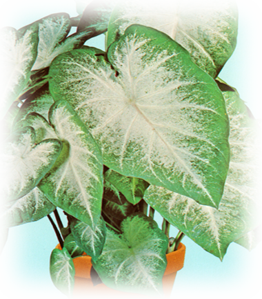 Buy Aaron caladium bulbs