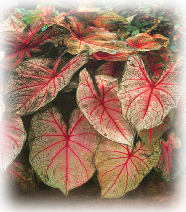 Buy Mrs. Arno Nehrling caladium bulbs