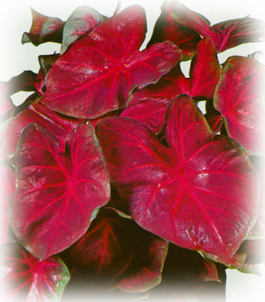 Blaze Caladium Bulbs