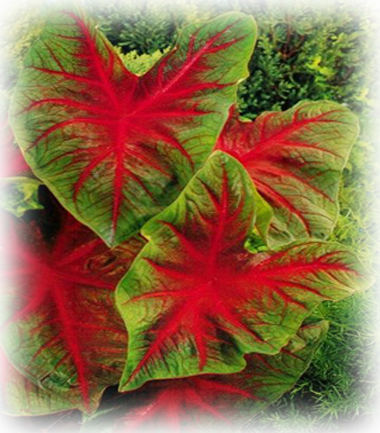 Buck Caladium Bulbs