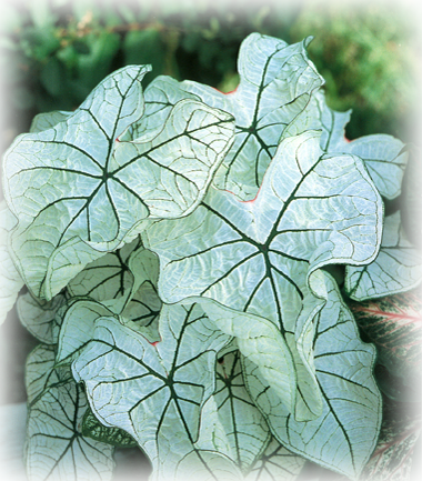 Candidum Jr. Caladium Bulbs