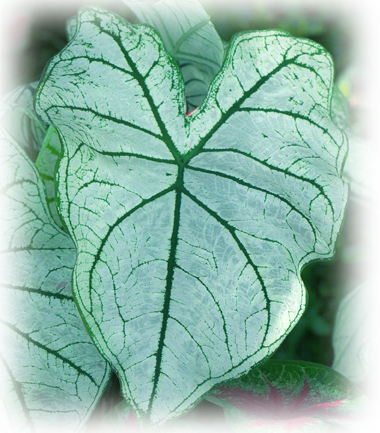 Candidum Caladium Bulbs