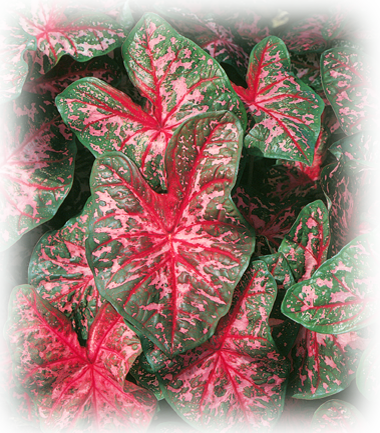 Carolyn Wharton Caladium Bulbs