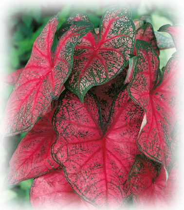 Fannie Munson Caladium Bulbs