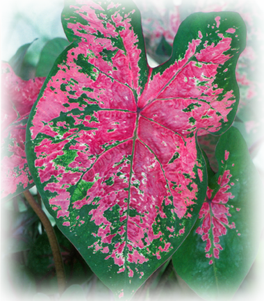 Fire Chief Caladium Bulbs