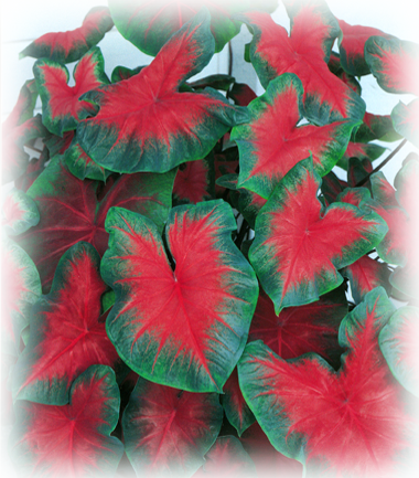 Florida Cardinal Caladium Bulbs