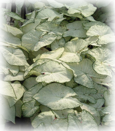 Florida Moonlight Caladium Bulbs