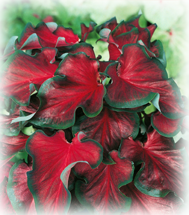 Florida Red Ruffles Caladium Bulbs