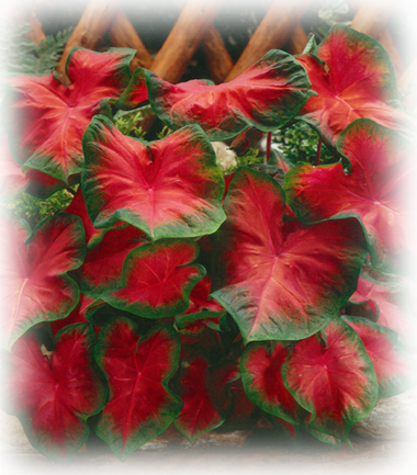 Freida Hemple Caladium Bubls