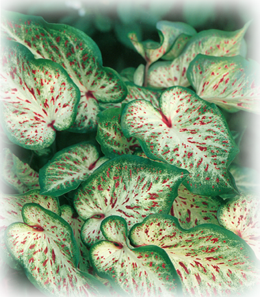 Gingerland Caladium Bulbs