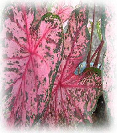 Gypsy Rose Caladium Bulbs