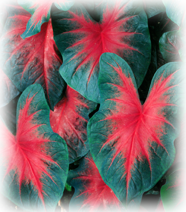 John Peed Caladium Bulbs