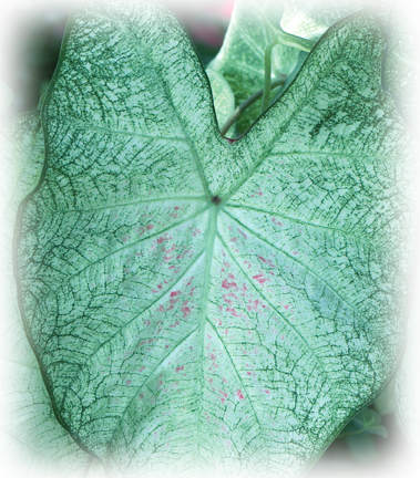 June Bride Caladium Bulbs