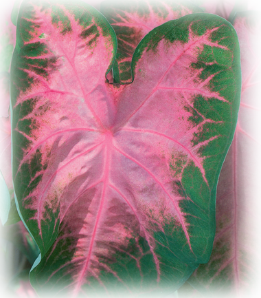 Kathleen Caladium Bulbs