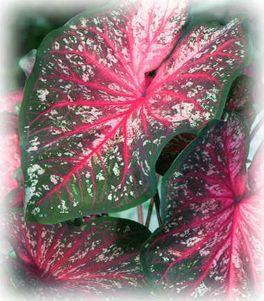 Lance Wharton Caladium Bulbs