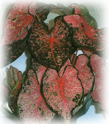 Pink Beauty Caladium Bulbs