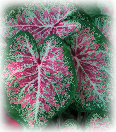 Pink Special caladium buys