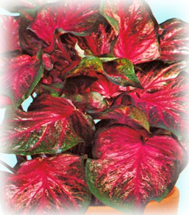 Pink Gem Caladium Bulbs