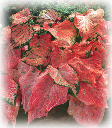 Pink Symphony Caladium Bulbs