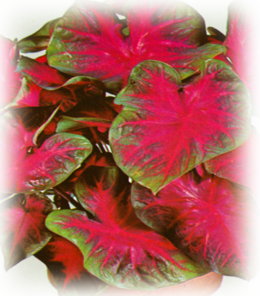 Poecileanglais Caladium Bulbs