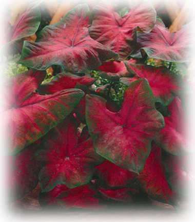 Postman Joyner Caladium Bulbs