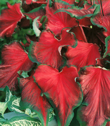 Red Frill