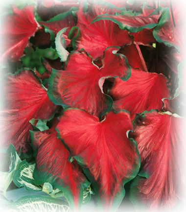 Red Frilles Caldium Bulbs