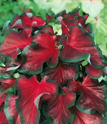 Florida Red Ruffles