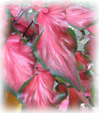 Rosalie Caladium Bulbs