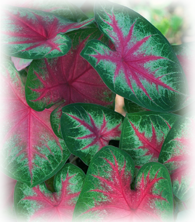 Rosebud Caladium Bulbs