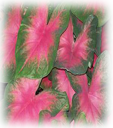 Torchy Caladium Bulbs