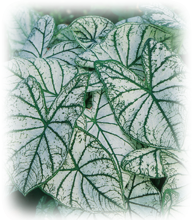 White Christmas Caladium Bulbs