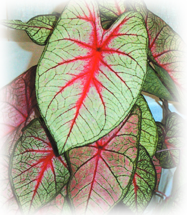 White Queen Caladium Bulbs