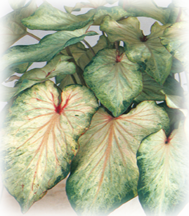 White Wings Caladium Bulbs